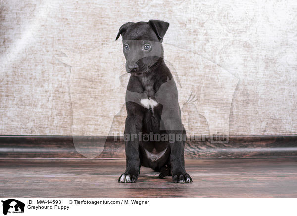 Greyhound Puppy / MW-14593