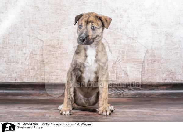 Greyhound Puppy / MW-14596