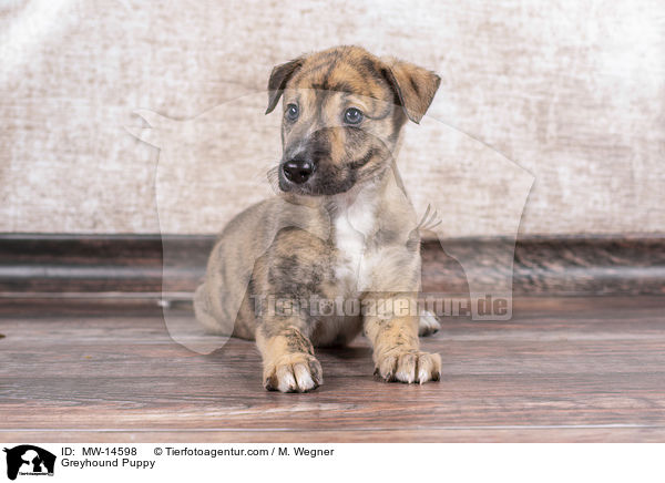 Greyhound Puppy / MW-14598
