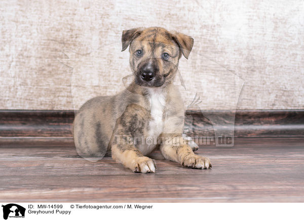 Greyhound Puppy / MW-14599