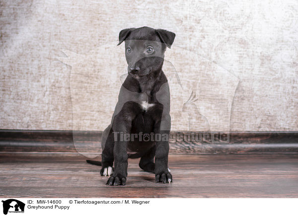Greyhound Puppy / MW-14600