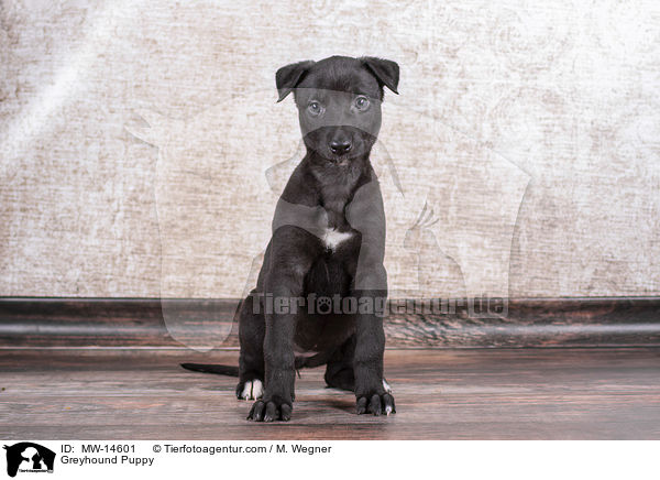 Greyhound Puppy / MW-14601