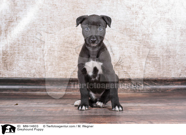 Greyhound Puppy / MW-14603