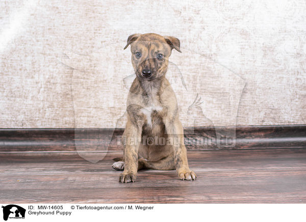 Greyhound Puppy / MW-14605