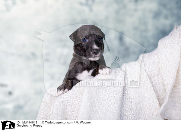 Greyhound Puppy / MW-14613