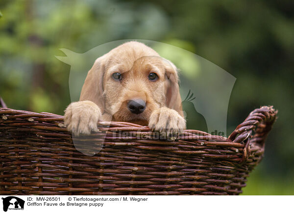 Griffon Fauve de Bretagne puppy / MW-26501