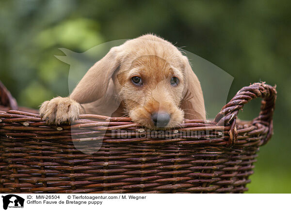 Griffon Fauve de Bretagne puppy / MW-26504
