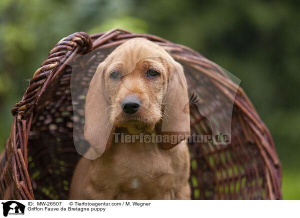 Griffon Fauve de Bretagne puppy / MW-26507