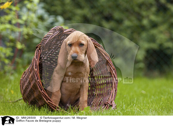 Griffon Fauve de Bretagne puppy / MW-26509