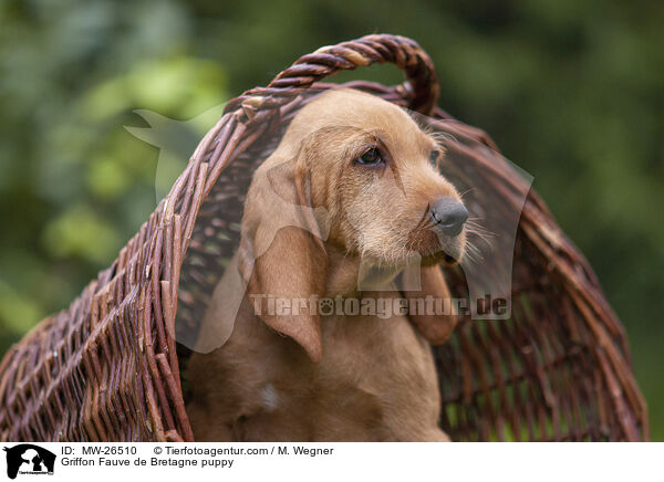 Griffon Fauve de Bretagne puppy / MW-26510