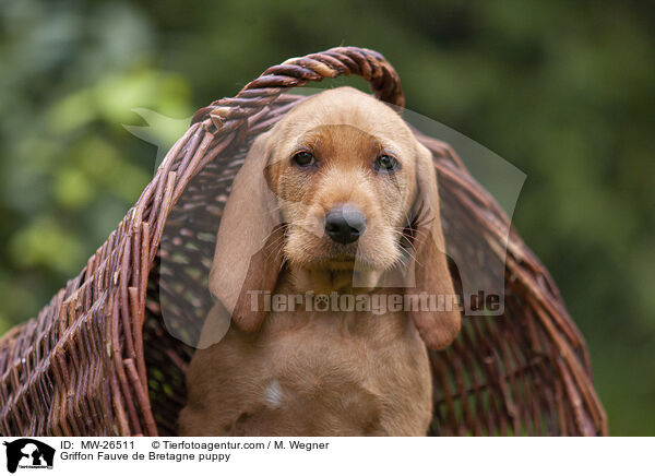 Griffon Fauve de Bretagne puppy / MW-26511