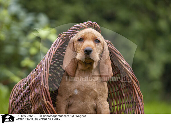Griffon Fauve de Bretagne puppy / MW-26512