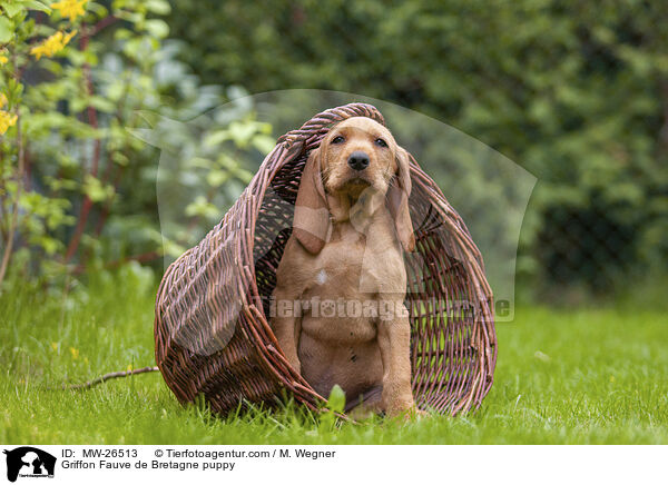 Griffon Fauve de Bretagne puppy / MW-26513