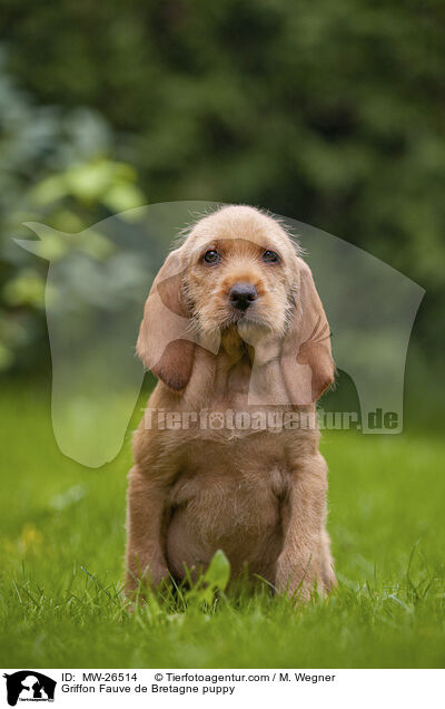Griffon Fauve de Bretagne puppy / MW-26514