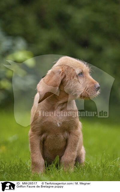 Griffon Fauve de Bretagne puppy / MW-26517