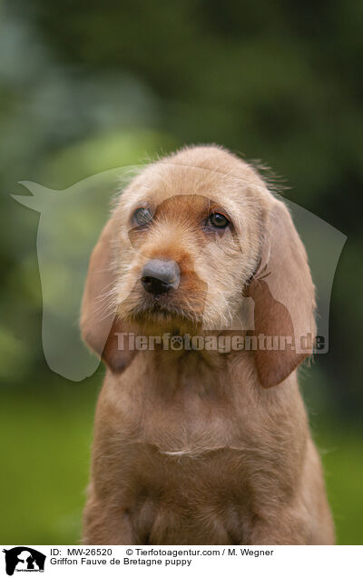 Griffon Fauve de Bretagne puppy / MW-26520