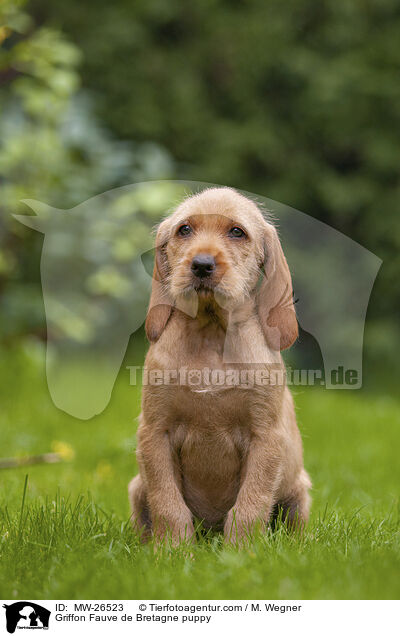 Griffon Fauve de Bretagne puppy / MW-26523