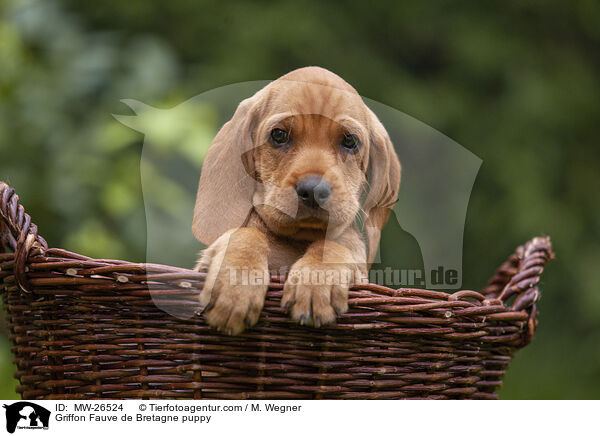 Griffon Fauve de Bretagne puppy / MW-26524