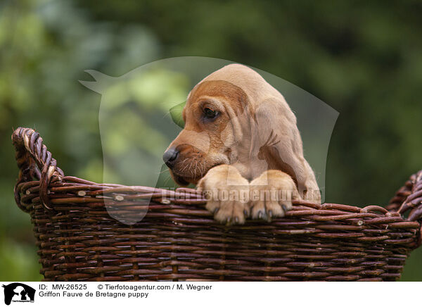 Griffon Fauve de Bretagne puppy / MW-26525
