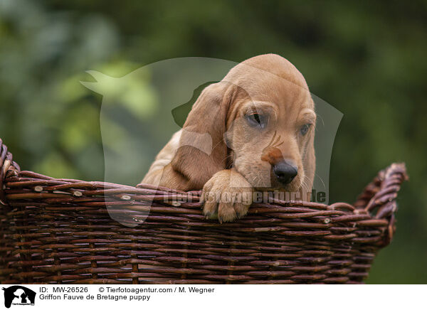 Griffon Fauve de Bretagne puppy / MW-26526