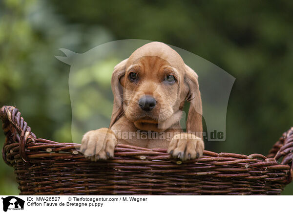 Griffon Fauve de Bretagne puppy / MW-26527