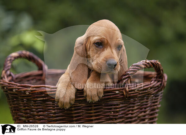 Griffon Fauve de Bretagne puppy / MW-26528