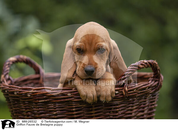 Griffon Fauve de Bretagne puppy / MW-26532