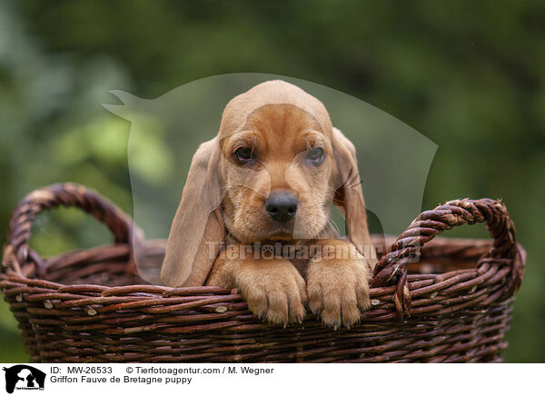Griffon Fauve de Bretagne puppy / MW-26533