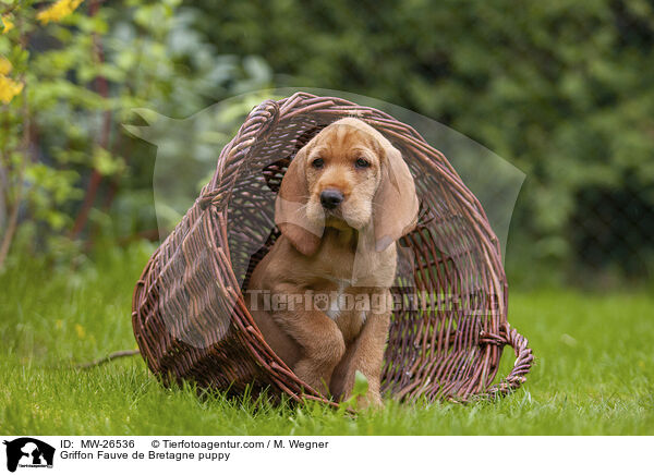 Griffon Fauve de Bretagne puppy / MW-26536