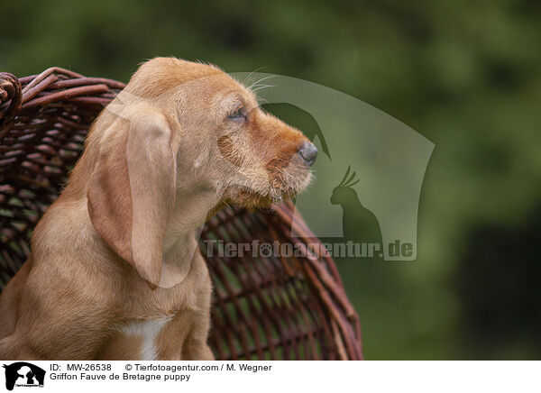 Griffon Fauve de Bretagne puppy / MW-26538