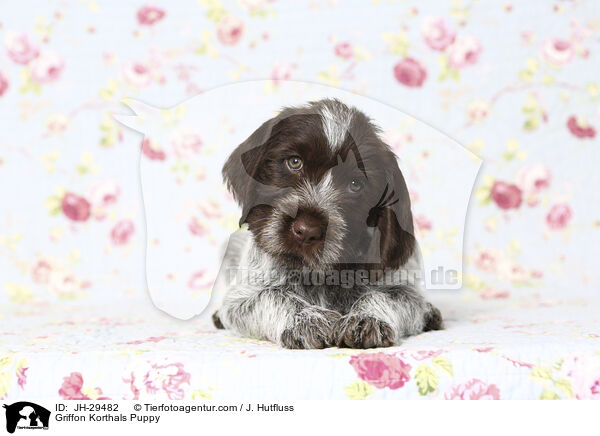 Griffon Korthals Puppy / JH-29482