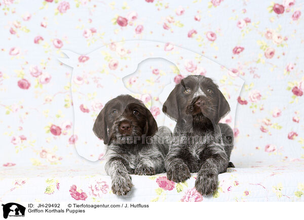 Griffon Korthals Puppies / JH-29492