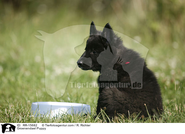 Groenendael Puppy / RR-15682