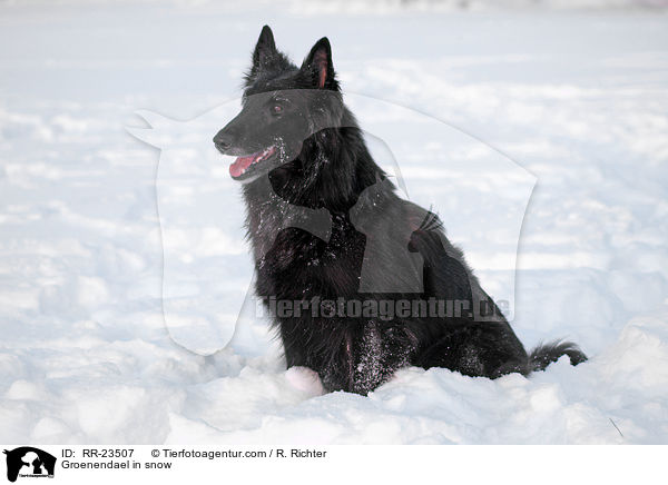 Groenendael in snow / RR-23507