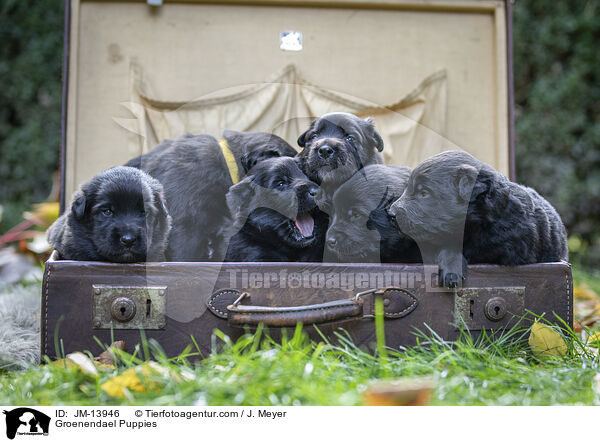 Groenendael Puppies / JM-13946