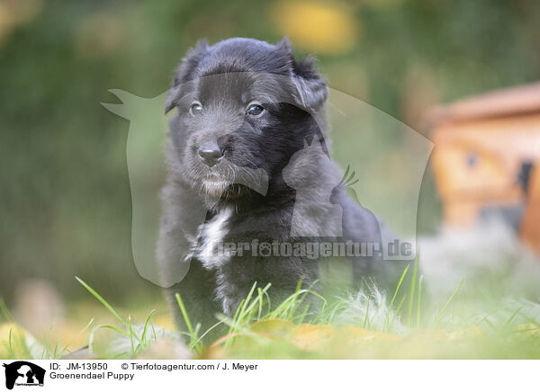 Groenendael Puppy / JM-13950