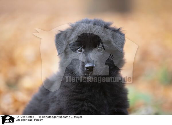 Groenendael Puppy / JM-13961