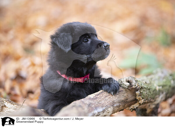 Groenendael Puppy / JM-13966