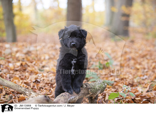 Groenendael Puppy / JM-13968