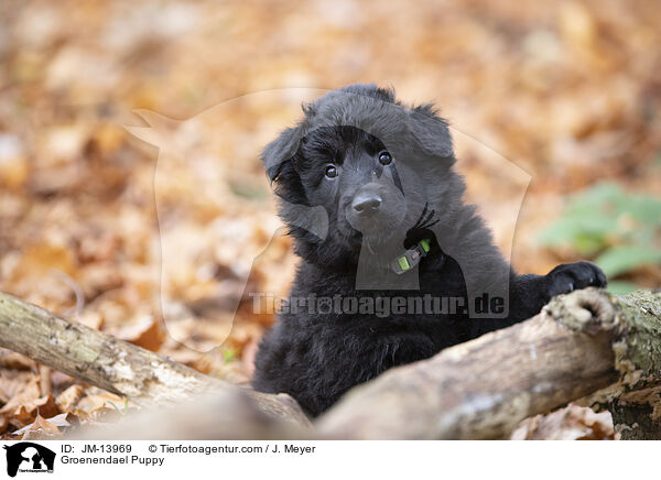 Groenendael Puppy / JM-13969