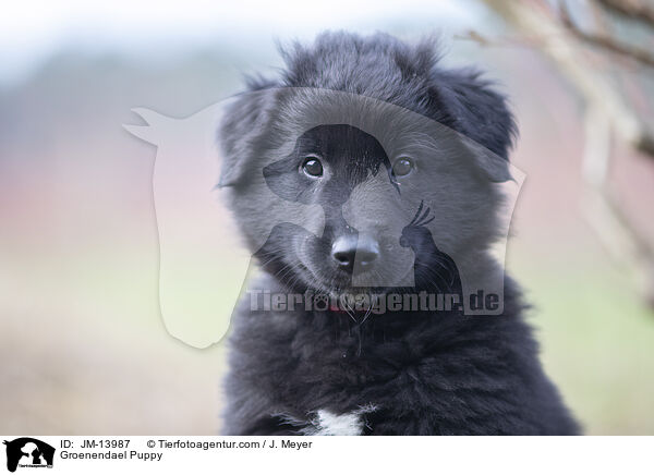 Groenendael Puppy / JM-13987