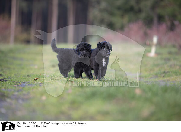 Groenendael Puppies / JM-13990