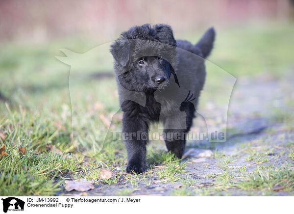 Groenendael Puppy / JM-13992