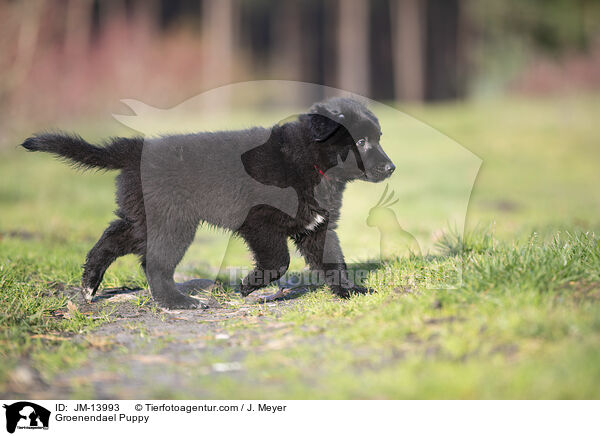 Groenendael Puppy / JM-13993