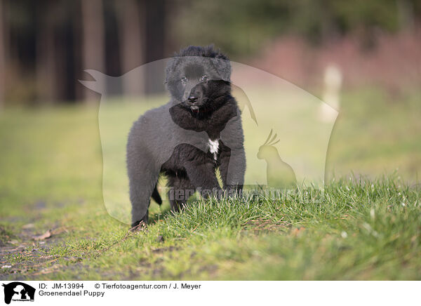 Groenendael Puppy / JM-13994