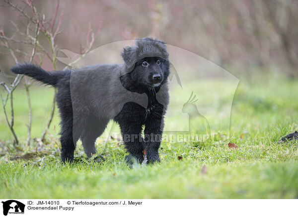Groenendael Puppy / JM-14010