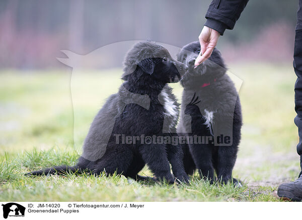 Groenendael Puppies / JM-14020