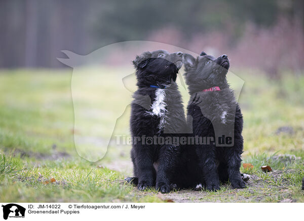 Groenendael Puppies / JM-14022