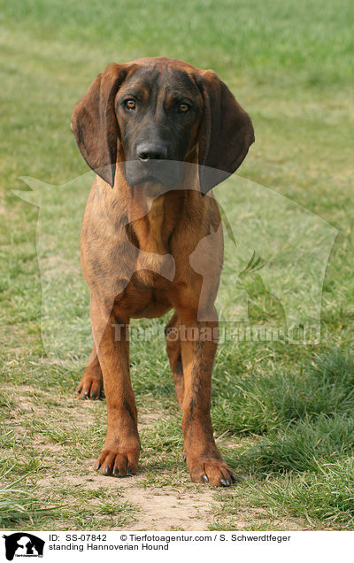 standing Hannoverian Hound / SS-07842