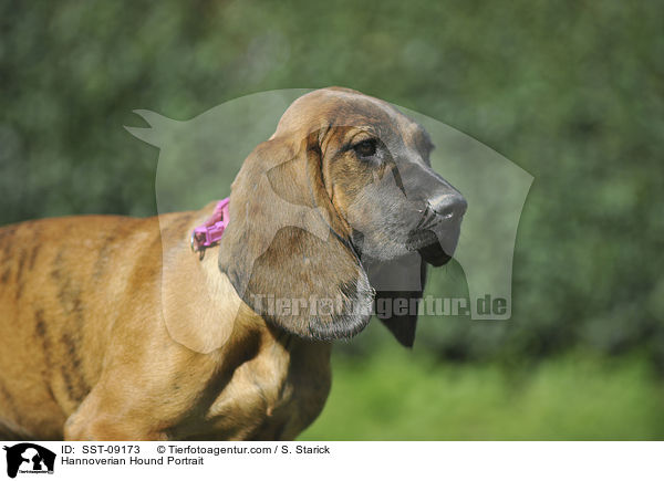 Hannoverscher Schweihund Portrait / Hannoverian Hound Portrait / SST-09173